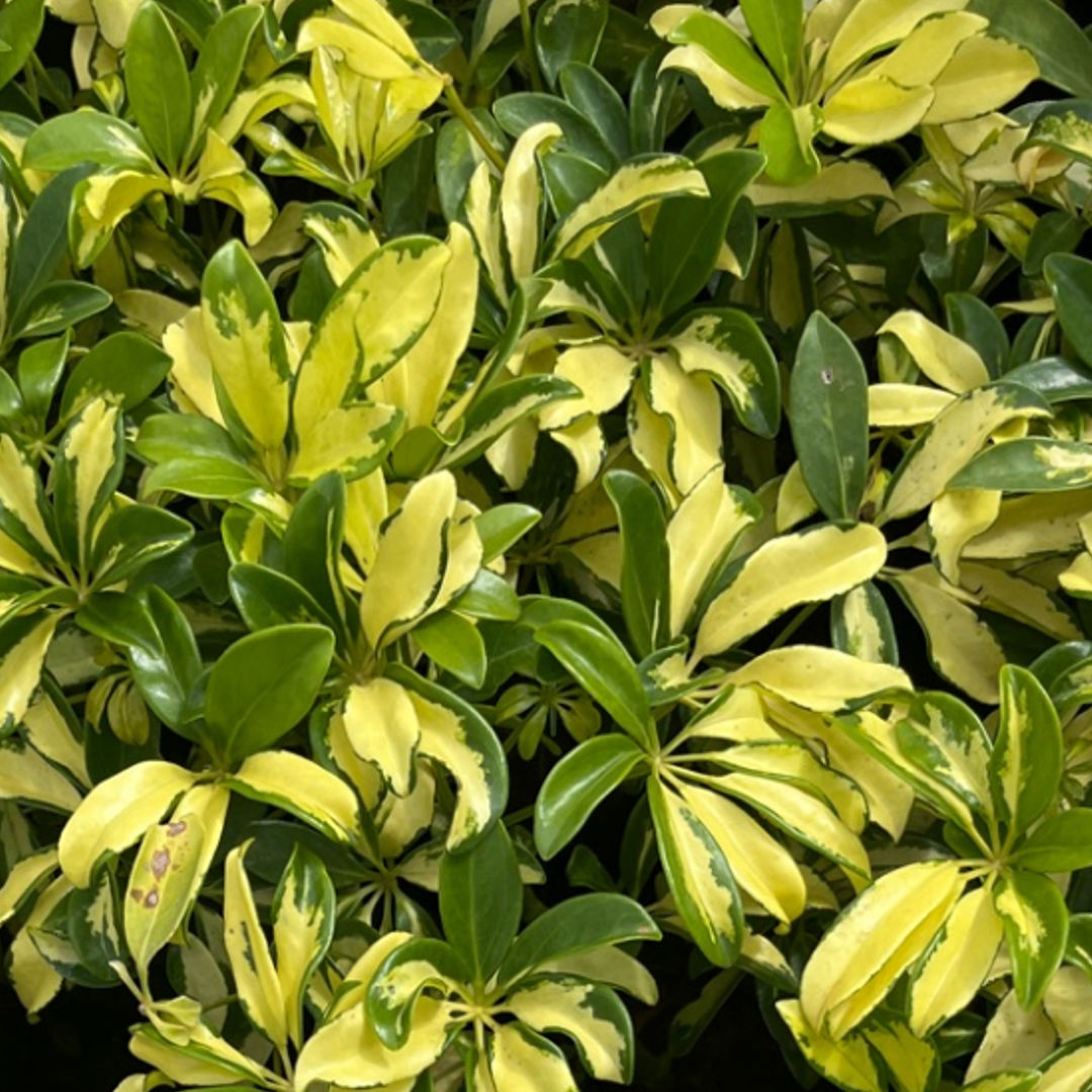 Saflora Green