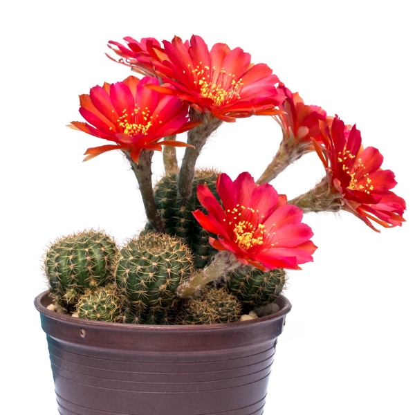 LOBIVIA CACTUS