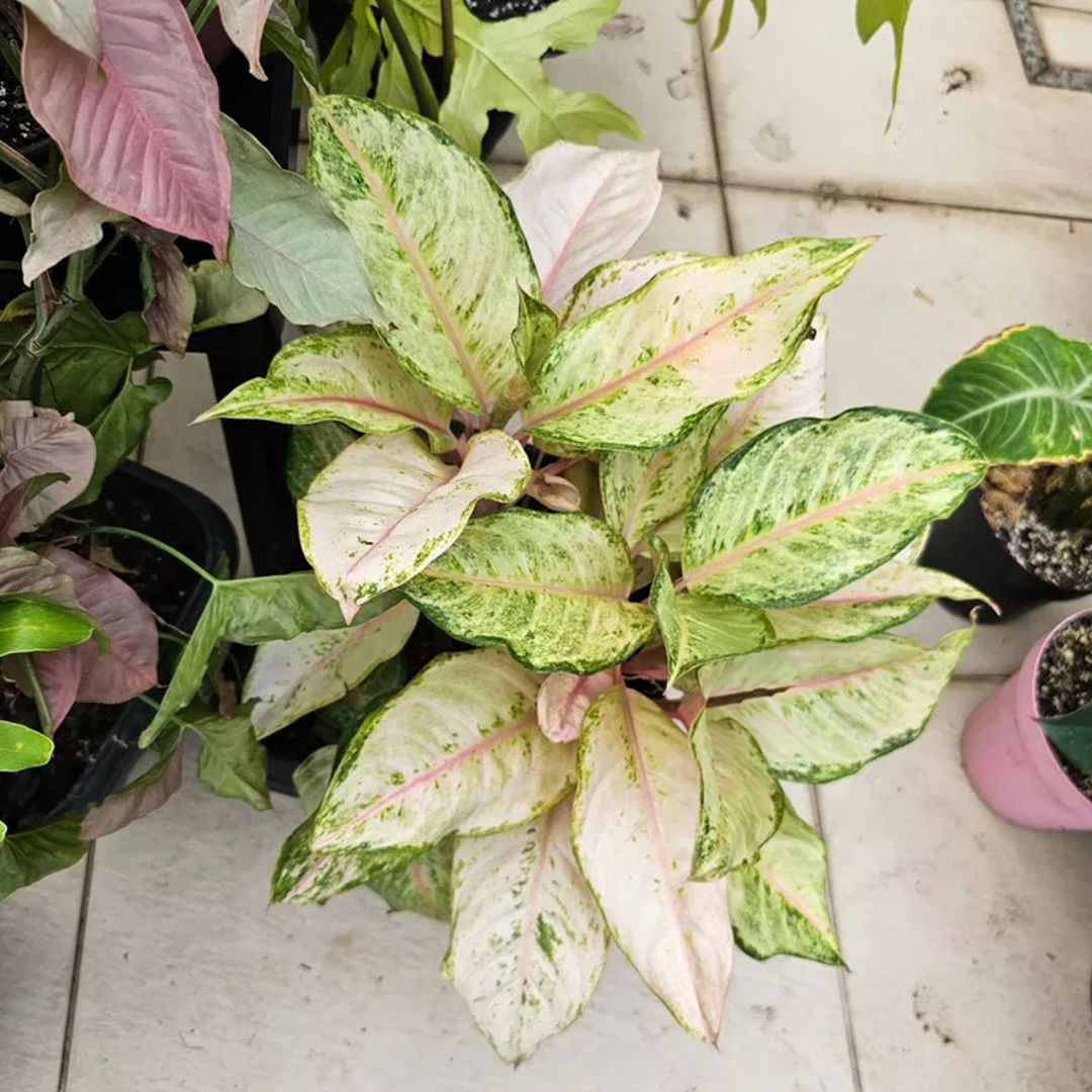 Aglaonema Frozen