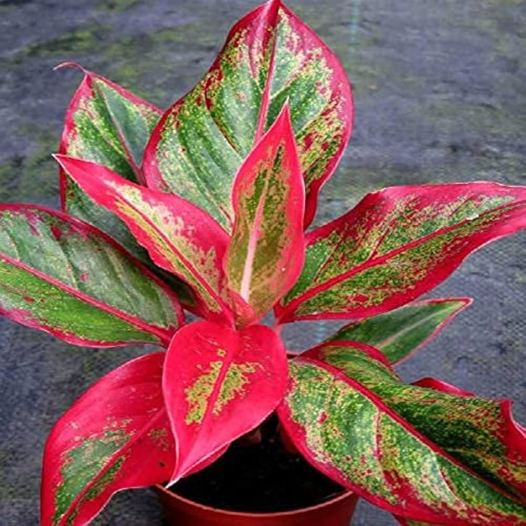 Aglaonema Lipstick
