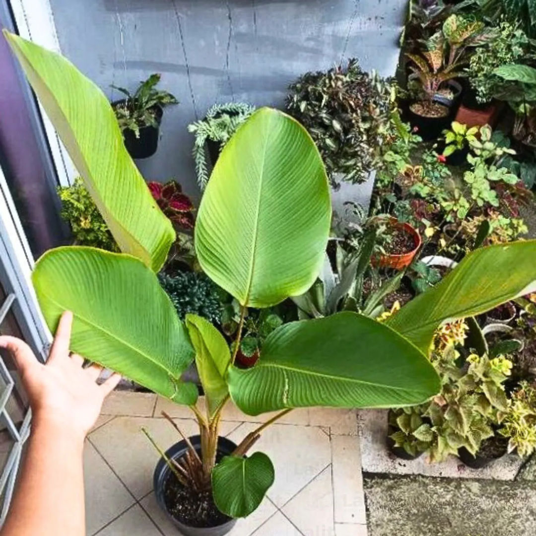 Cuban cigar Calathea