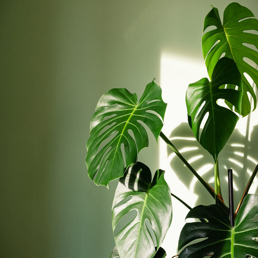 Monstera