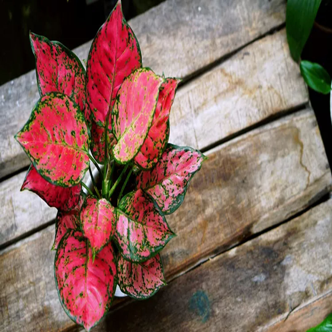 Aglaonema King Red