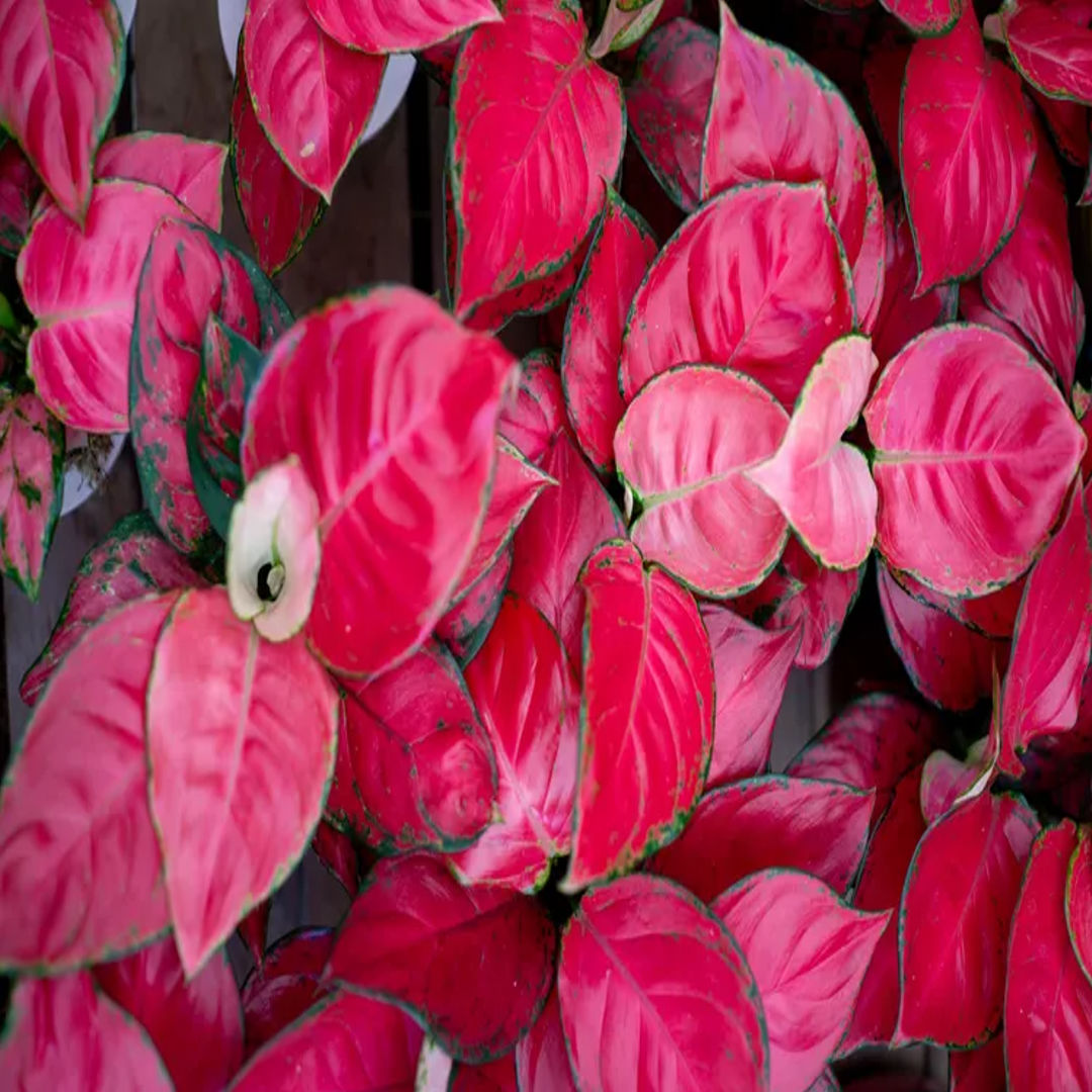 Aglaonema Red Catrina