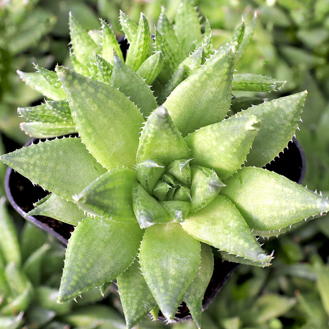 Haworthia Reticulata
