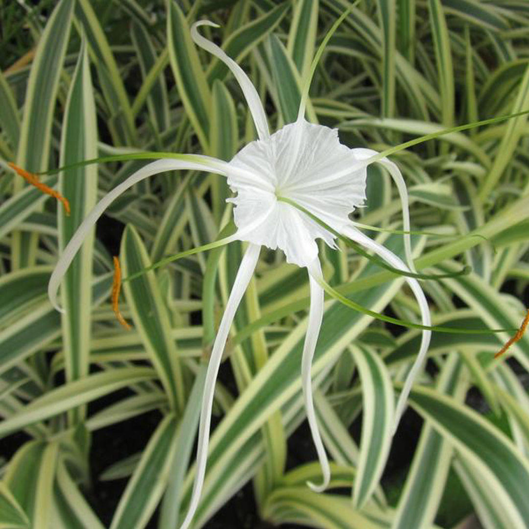 Spider Lily Variegated