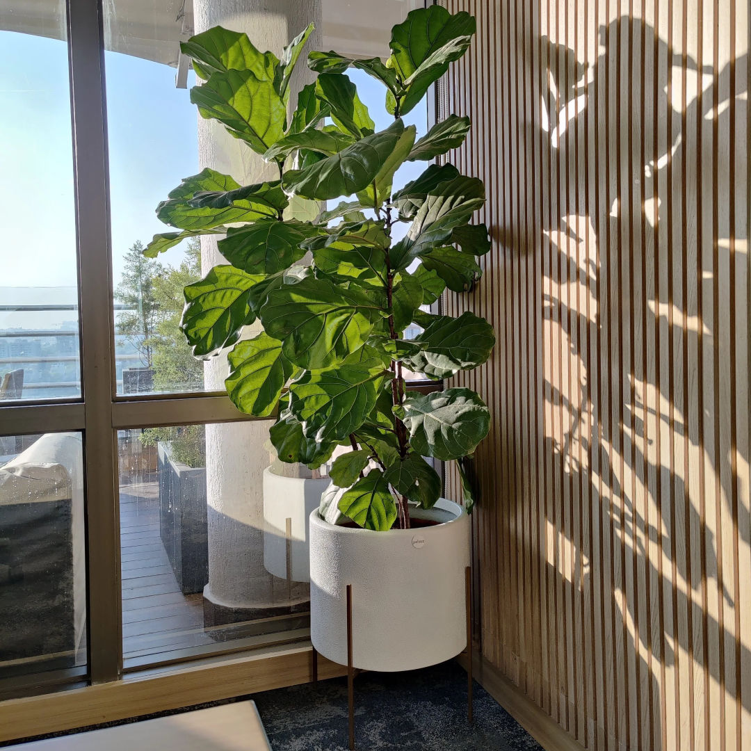 Fiddle Leaf