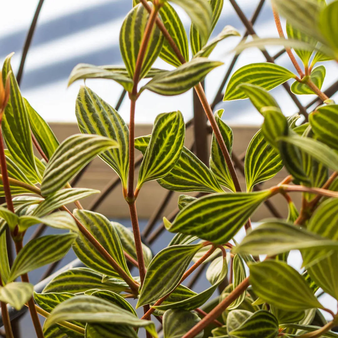 Parallel Peperomia