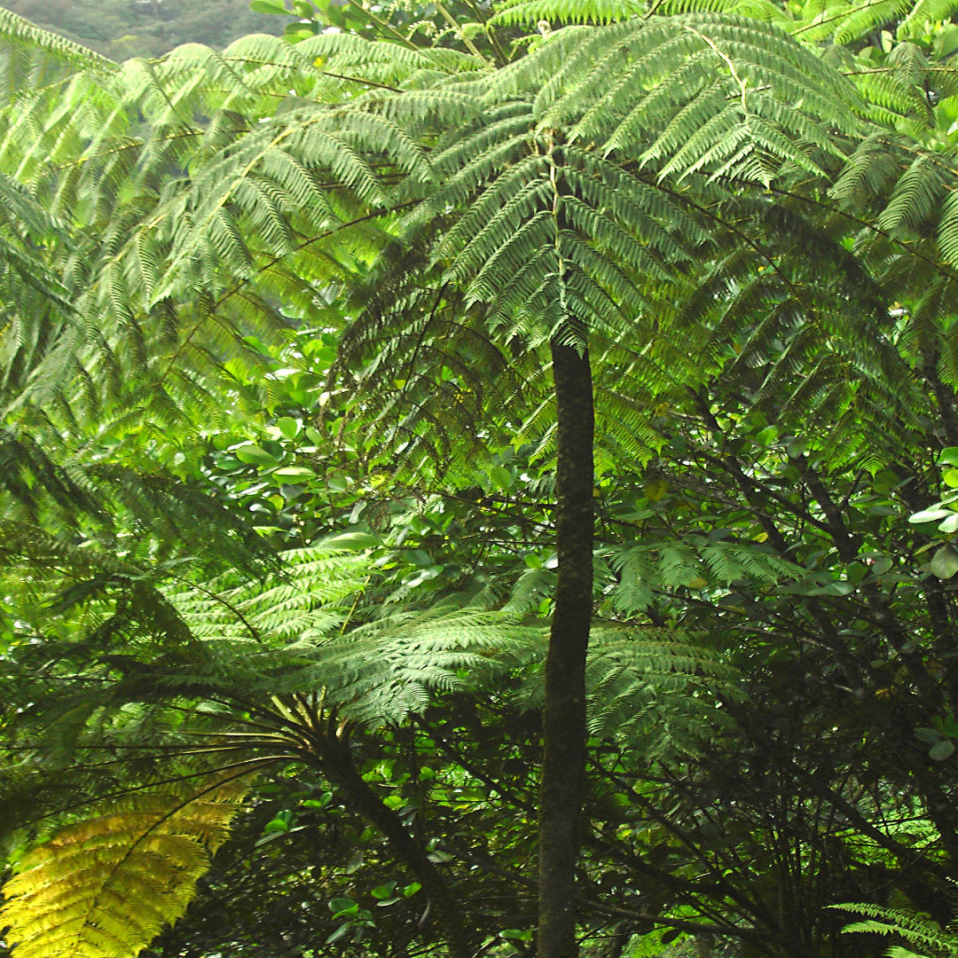 Tree Fern