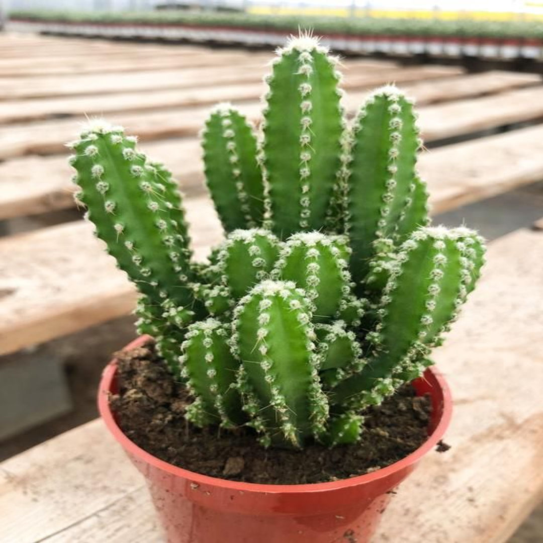 FAIRY  CASTLE CACTUS