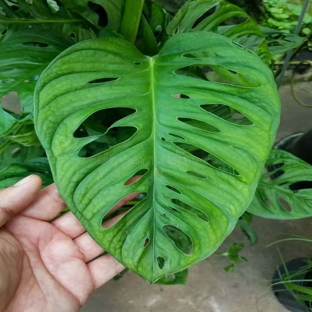 Monstera Adansonii