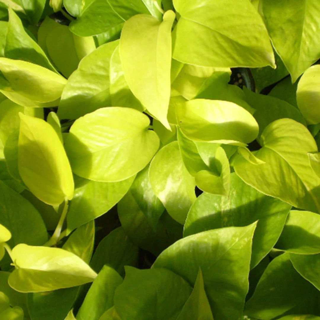 Money Golden Plant