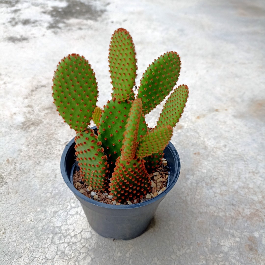 BUNNY CACTUS