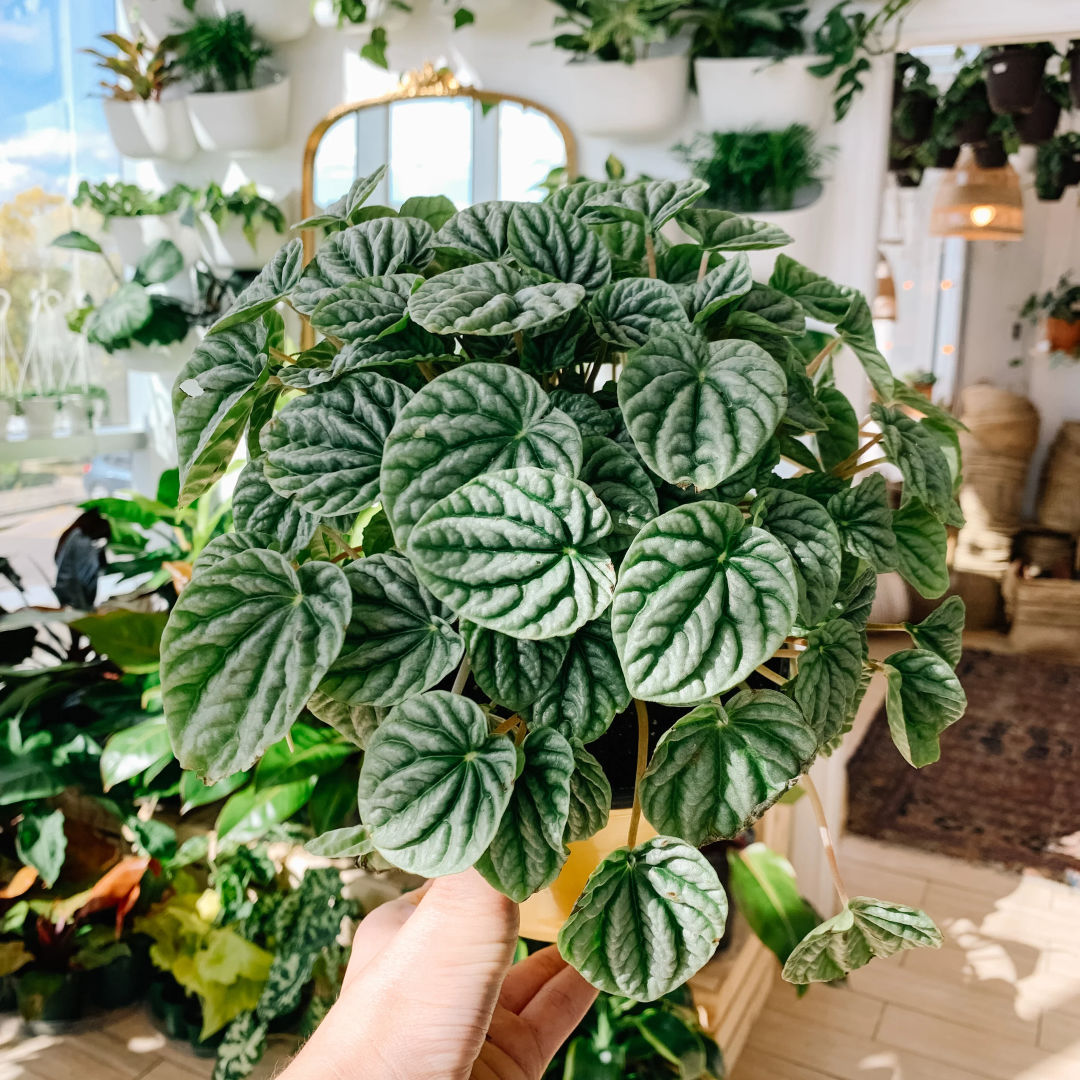 Peperomia Caperata