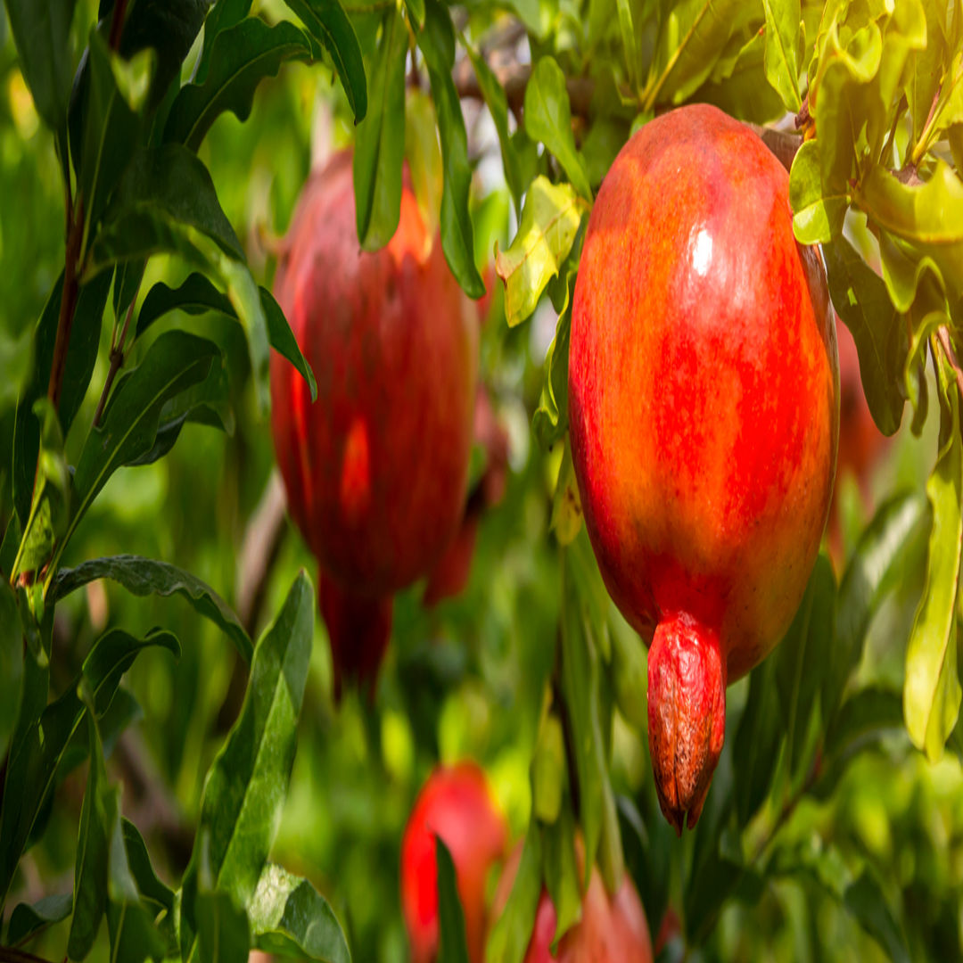 Kabul Pomegranate