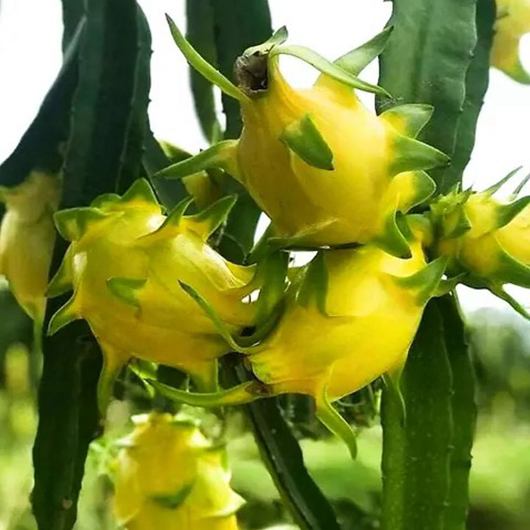 Dragon Yellow