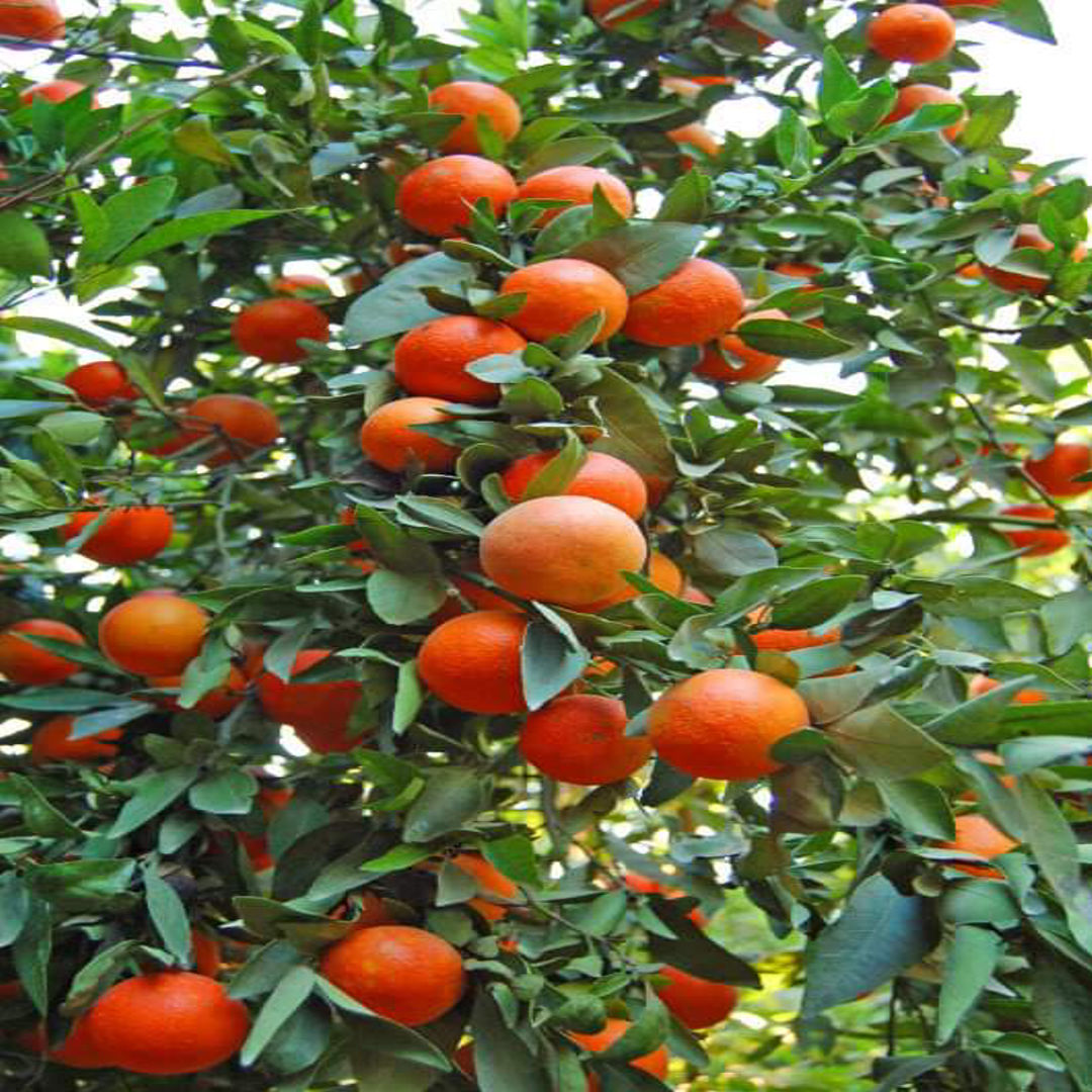 Chinese Orange