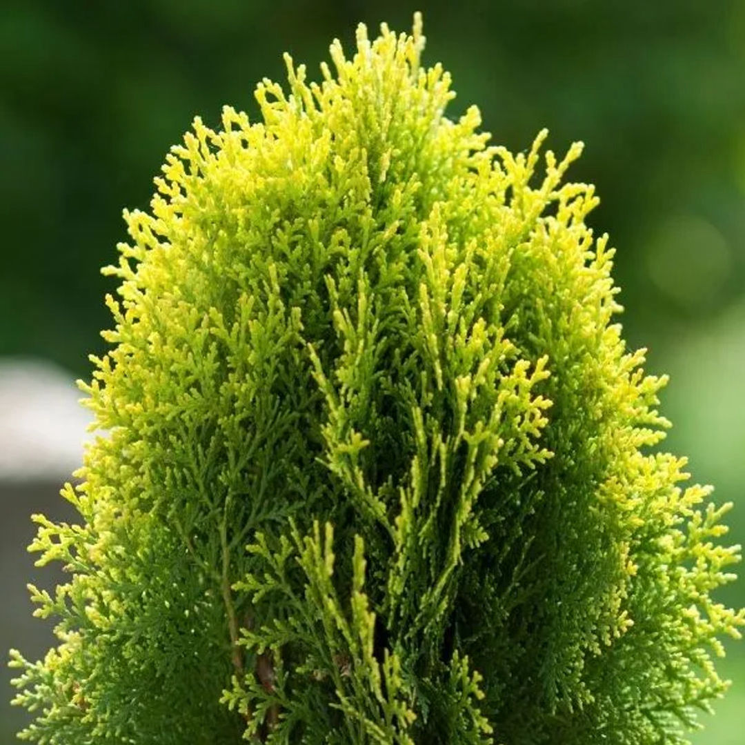 Thuja occidentalis(Golden)