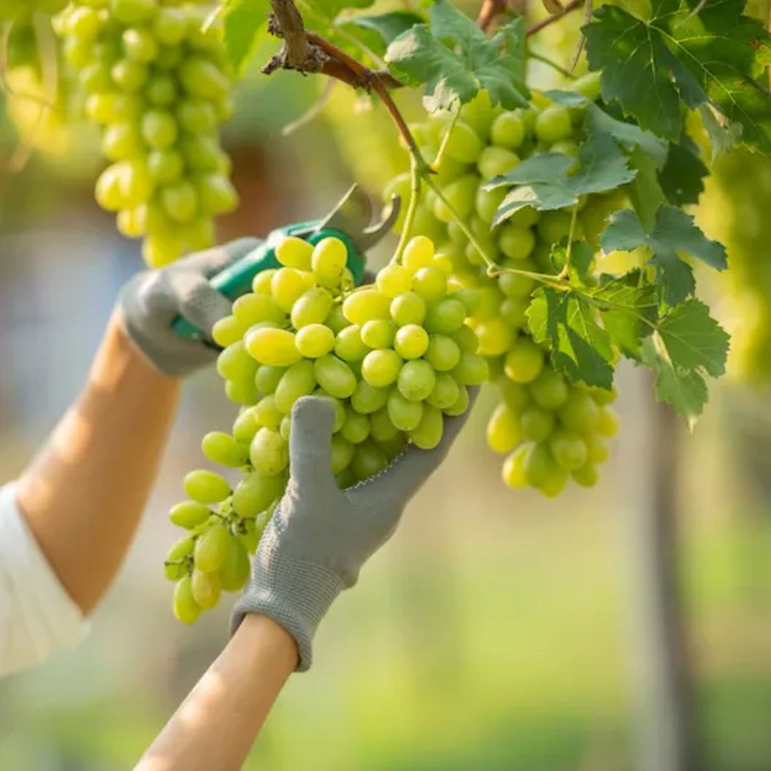 Grapes Green