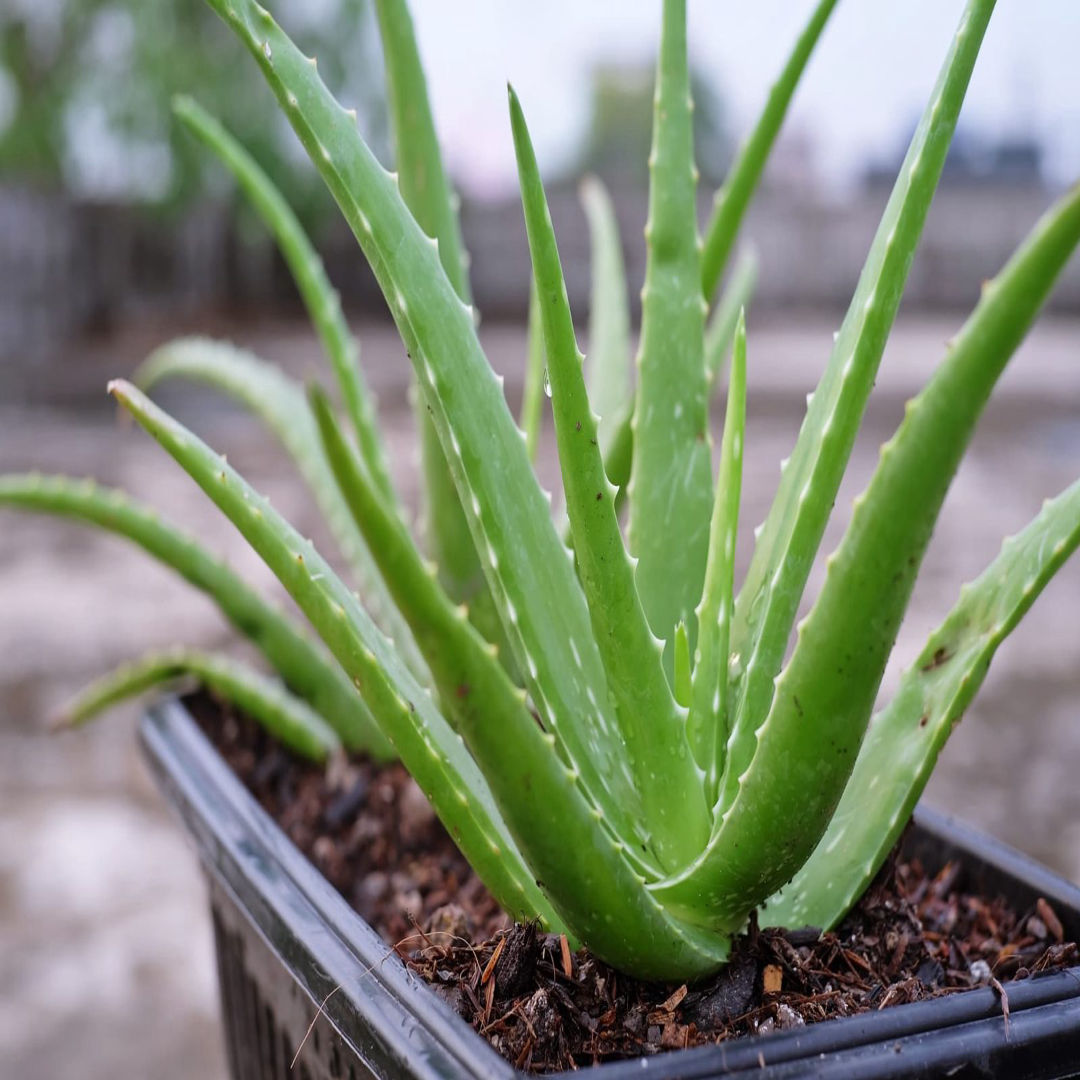 Kathaalai (Aloe Vera)