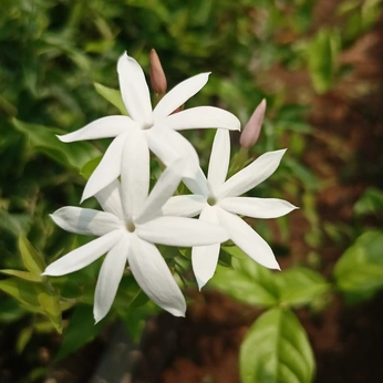 Mullai