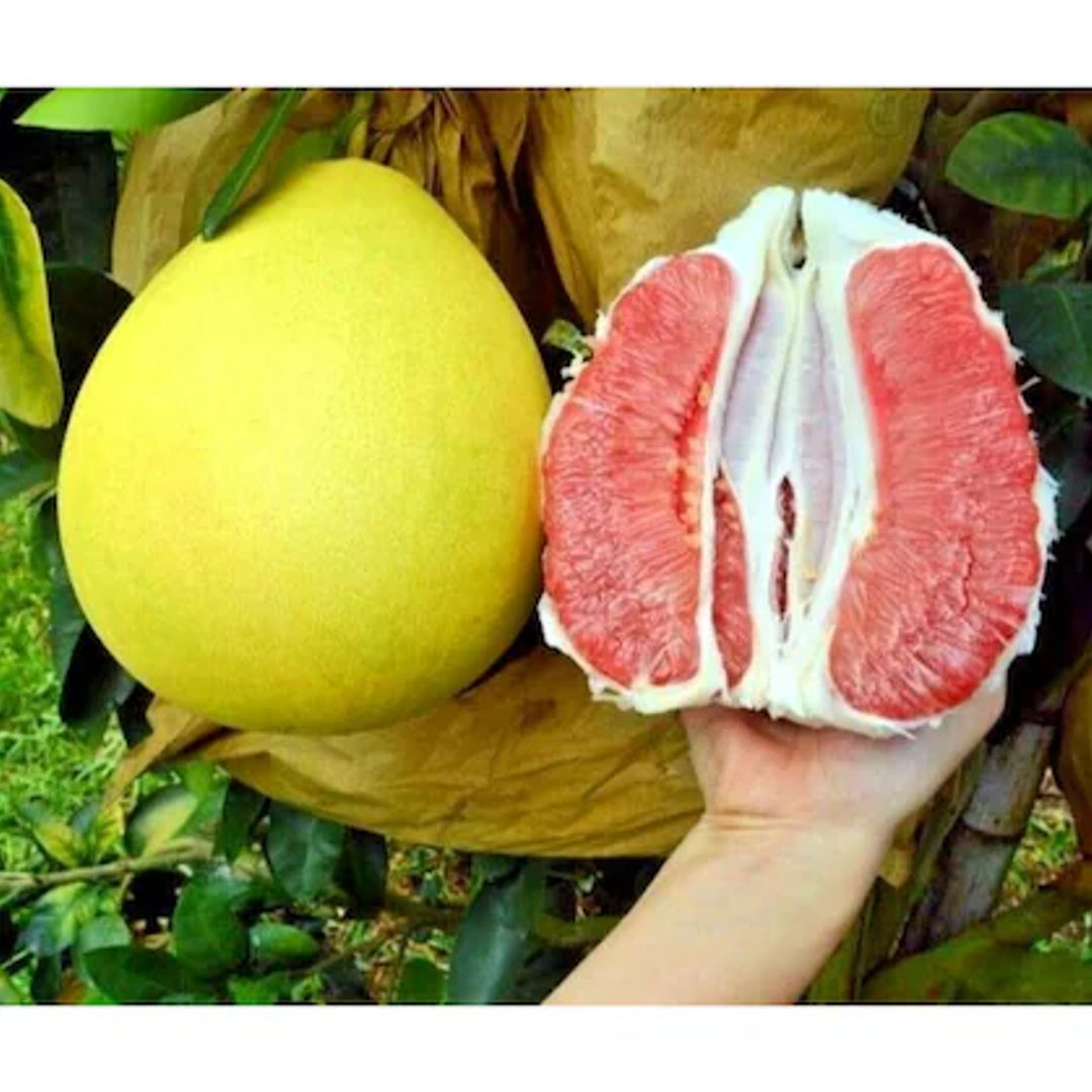 Pomelo