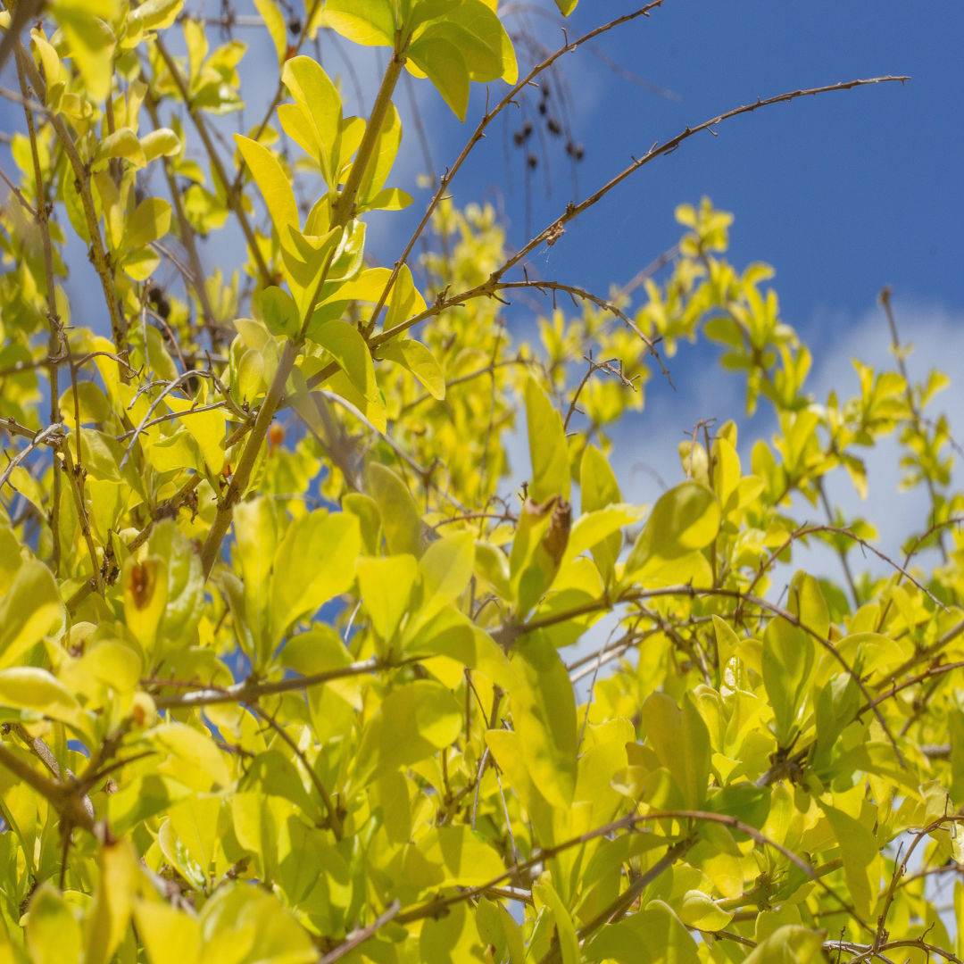 Golden Duranta