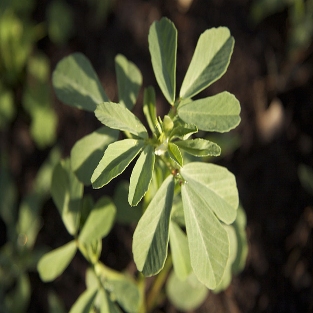 Fenugreek