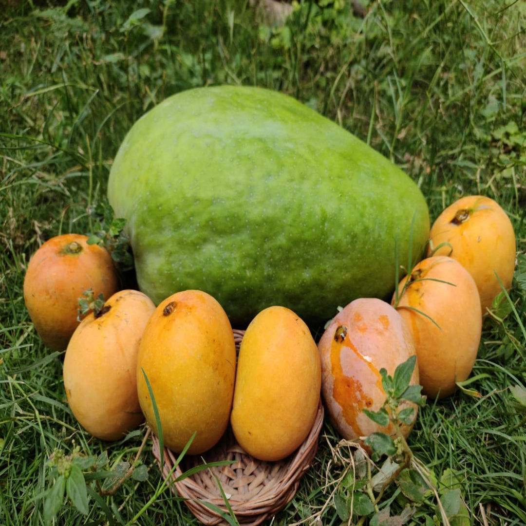 Noorjahan Mango