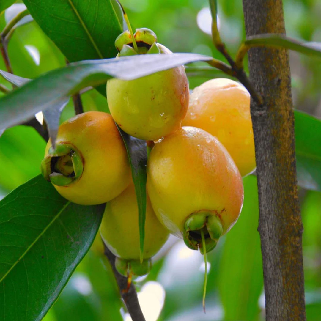 Water Apple Yellow